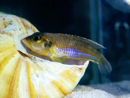 Neolamprologus/Blue Ocellatus 0.5", Tank Breed by bioAquatiX
